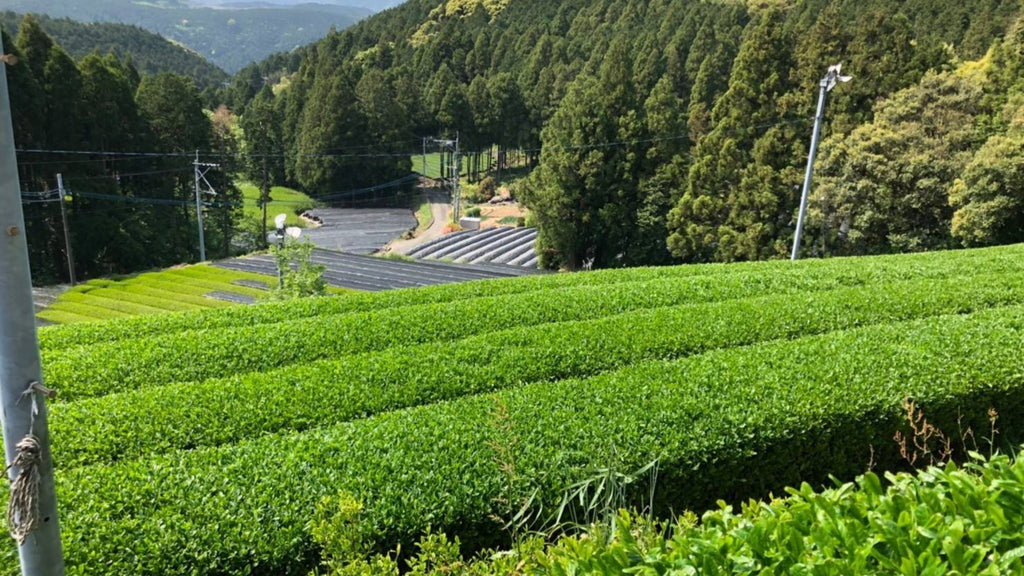 Ureshino tea garden